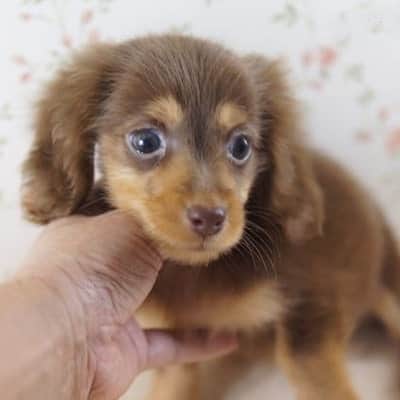 くるみんのインスタグラム：「* あずきちゃん、今日はうちの子記念日です💐 小さかったなぁ。 もう7年も経つなんて信じられない早さ。 時間よ、ゆっくり回ってくれ  #カニンヘンダックスフント #カニンヘン #カニンヘンダックス #カニンヘンダックスフンドの日常 #カニンヘンの会 #カニンヘンダックスフンド #チョコタンダックスフント #チョコタンダックスフンド #チョコタンダックス #チョコタン #ダックスlove #ダックス多頭飼い #ダックスフント #ダックスフンドカニンヘン #ダックス部 #ダックス大好き #ダックスフンド #ダックス #いぬばか部 #いぬすたぐらむ #短足部 #うちの子記念日 #all_dog_japan #east_dog_japan #dachshundgram #dachshund #dogstagram #instagramdog #instadachs #7pets_1day」