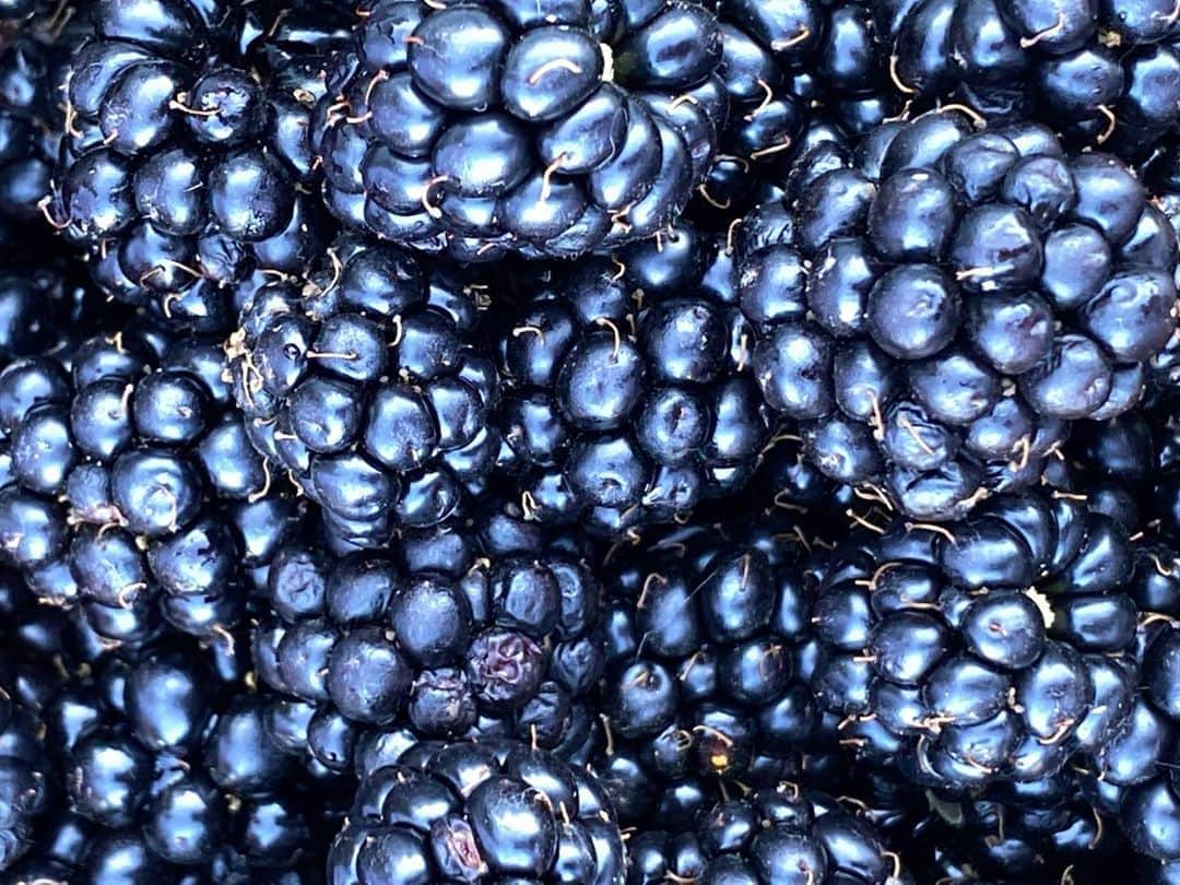 ニック・ナイトさんのインスタグラム写真 - (ニック・ナイトInstagram)「I made a delicious blackberry crumble with the berries that grow all along the back of my garden. So good 🖤!」8月11日 8時07分 - nick_knight