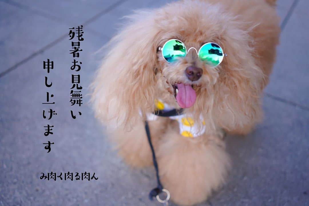 Toypoodle Mikuru?Asakusa Tokyoのインスタグラム：「20200811 Tuesday. I hope you are keeping well, in spite of the lingering summer heat‼️ . シビれるみきゅるん😎の残暑お見舞いで おはようございます😊 . 暑い🤬 暑すぎる🥵 今日は37度まで気温が上がるとか😱 体温じゃん😨 . テレワークだけど みきゅるんの ひるんぽ今日は無し‼️ よるんぽまで我慢してね😣 . 皆様も熱中症にはくれぐれもお気を付けくださいませ🙏🏻 . 今週もヨロシクお願いしますします😆 . #残暑お見舞い申し上げます #シビれるねぇ #sunglasses」