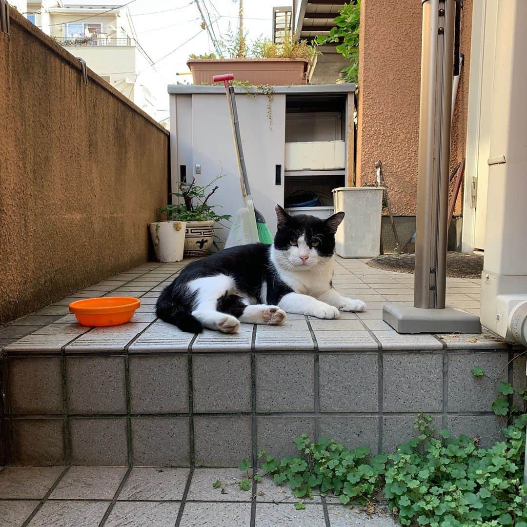 Kachimo Yoshimatsuさんのインスタグラム写真 - (Kachimo YoshimatsuInstagram)「おはようイカスミ。 Good Morning Ikasumi. 今日もよく来た！ 今日も暑いよ。 #うちの猫ら #イカスミ #ikasumi #sotononekora #猫 #ねこ #cat #ネコ #catstagram #ネコ部 http://kachimo.exblog.jp」8月11日 8時27分 - kachimo