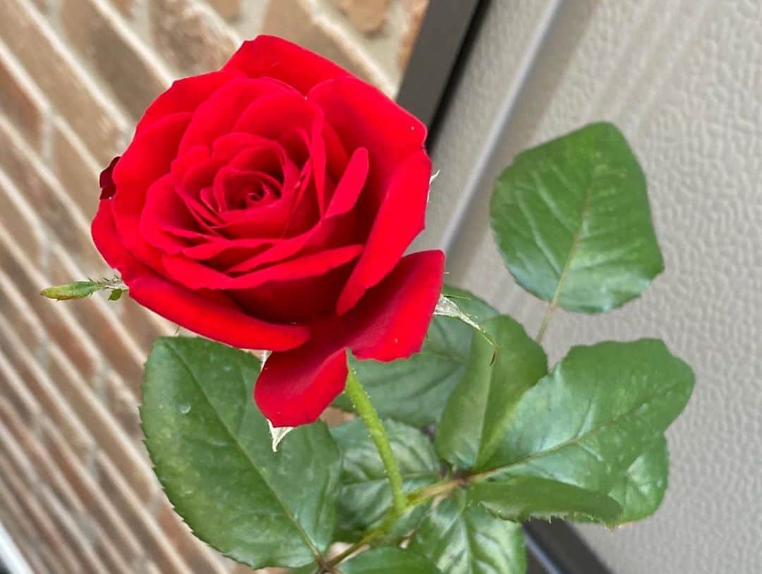 のインスタグラム：「#バラ日記 #roses 104日目　早朝　晴れ  フランソワーズゴジャール  ロイヤルサンセット ラフランス 芽衣 シャルルドゴール アルティシモ チアガール×2 バレリーナ×2  どの子も状態が良くて順番を悩む  #roses🌹 #rosestagram #rose  #peace」