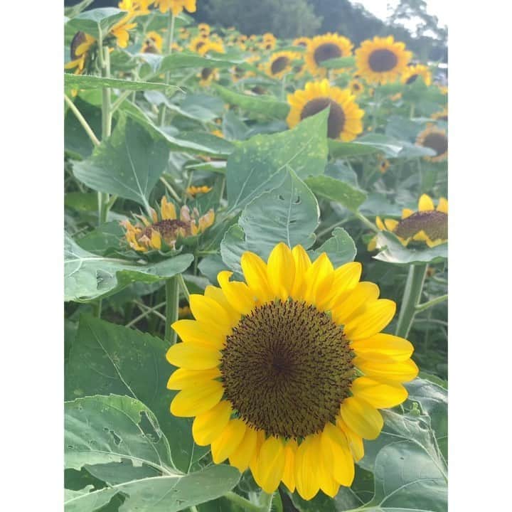 のインスタグラム：「🌻sunflowers🌻 ， ， 「adoration（愛慕、崇拝）」「false riches（偽りの富）」 ， ， ， ， 🌸レッスンのご案内🌸 ， ， 火💠studio MAI 緑橋メインスタジオ 「コンディショニングヨガ」18:30〜19:30 ， 水💠studio MAI 緑橋メインスタジオ 「リフレッシュヨガ」☀️10:00〜11:00 ， ， 木💠スパワールド♨️ @spaworld_jp 「アロマヨガ 」18:30〜19:30 ， ， 金💠studio classone 「朝ヨガ」☀️07:00〜08:00 ， ， 金💠 salon Embellir 会員様ヨガレッスン🧘‍♀️ @salon_embellir_714 ， ， 土💠スパワールド♨️ @spaworld_jp 「リラックスヨガ 」17:00〜18:00 ， ， ，  #diet #fitnessgirl #japanesegirl #cafe #yoga #japanese #japanesegirl #japan #asiangirls #sunflower #ヨガ大阪 #フリーランス #ホットヨガ #ヨガ #ヨガインストラクター #ウォーキング #ボディメイク #全米ヨガアライアンス #長居植物園 #長居公園 #インフルエンサー #160cm #ダイエット #撮影モデル  #向日葵 #花言葉 #ひまわり」