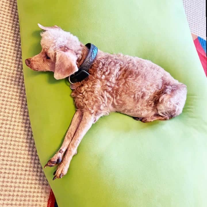 DJ DRAGONのグルメインスタ