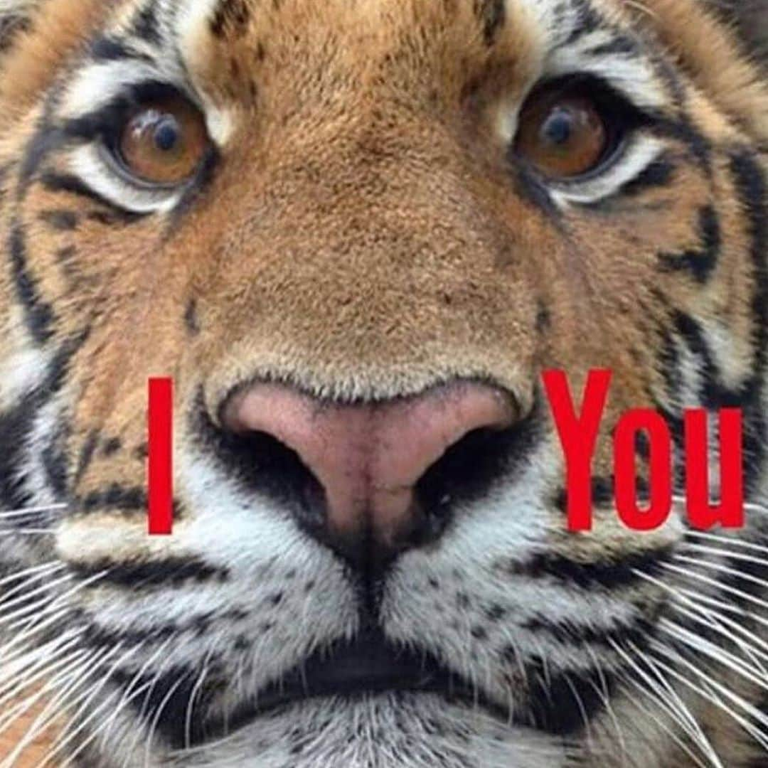 Black Jaguar-White Tiger さんのインスタグラム写真 - (Black Jaguar-White Tiger Instagram)「The world famous Kymshe Nose :) It’s all for Love... #Tierris #SaveTigers」8月11日 9時16分 - blackjaguarwhitetiger