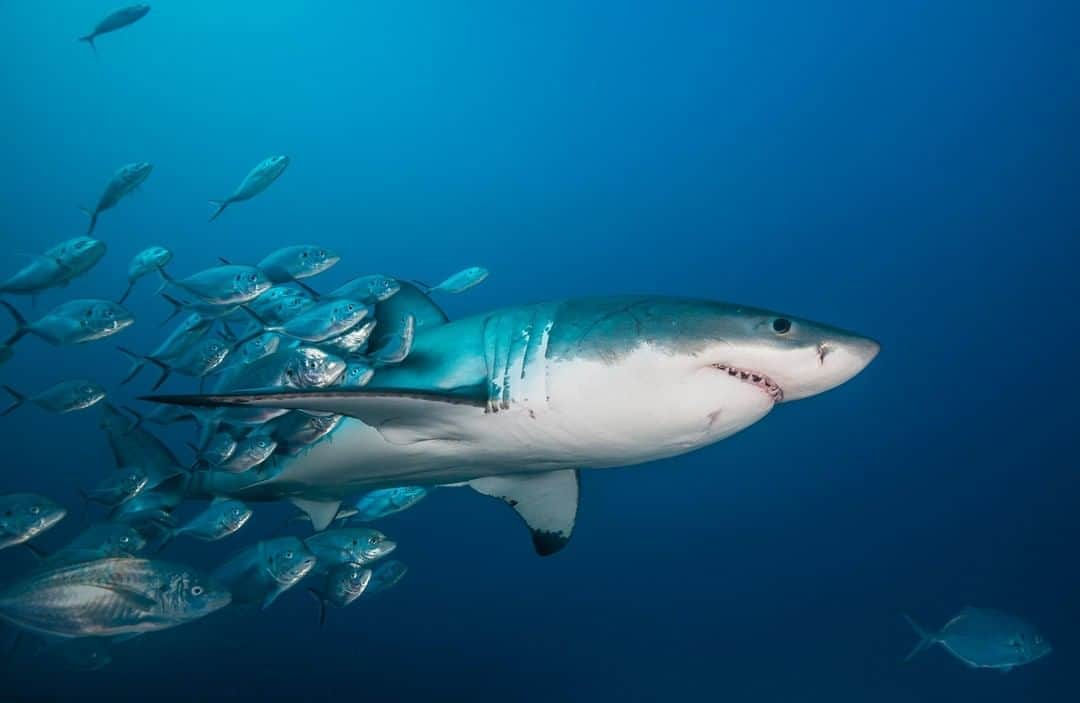 アニマルプラネットさんのインスタグラム写真 - (アニマルプラネットInstagram)「Don’t you hate it when it feels like you’re being followed? . . . . . . . #sharkweek #shark #schooloffish #fishschool #animalplanet #discovery #discoverychannel #marinebiology #fish #fishes #ocean #oceanlife #photooftheday #pictureoftheday」8月11日 9時24分 - animalplanet