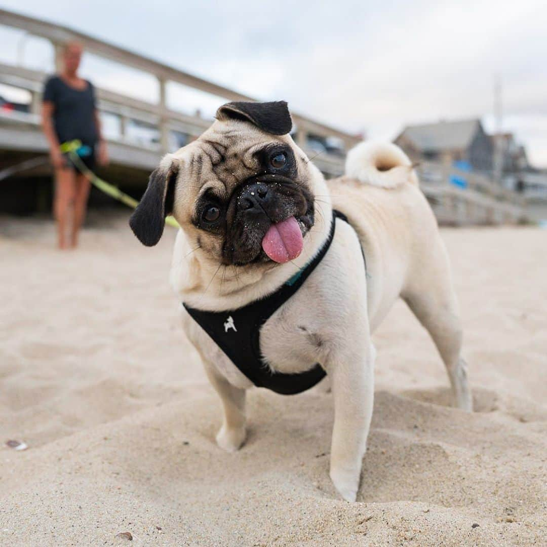 The Dogistさんのインスタグラム写真 - (The DogistInstagram)「Valerie & Jane, Pugs (2 y/o), Falmouth Heights Beach, Falmouth, MA • “Valerie chases ducks out of the hot tub. They both eat everything eatable.”」8月11日 10時03分 - thedogist