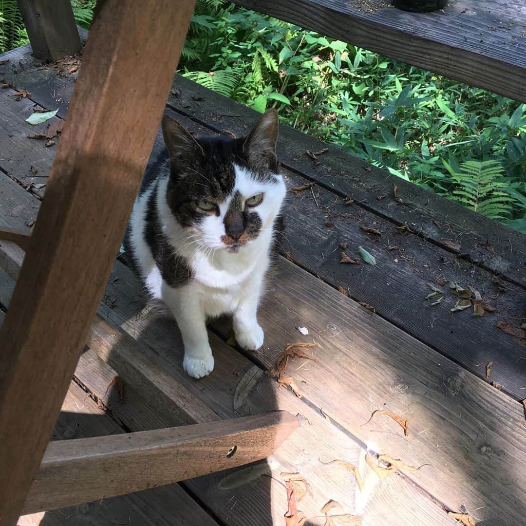のインスタグラム：「テラスに出てきたときには飼い主の朝食はもう終わっていたので怒っている。」