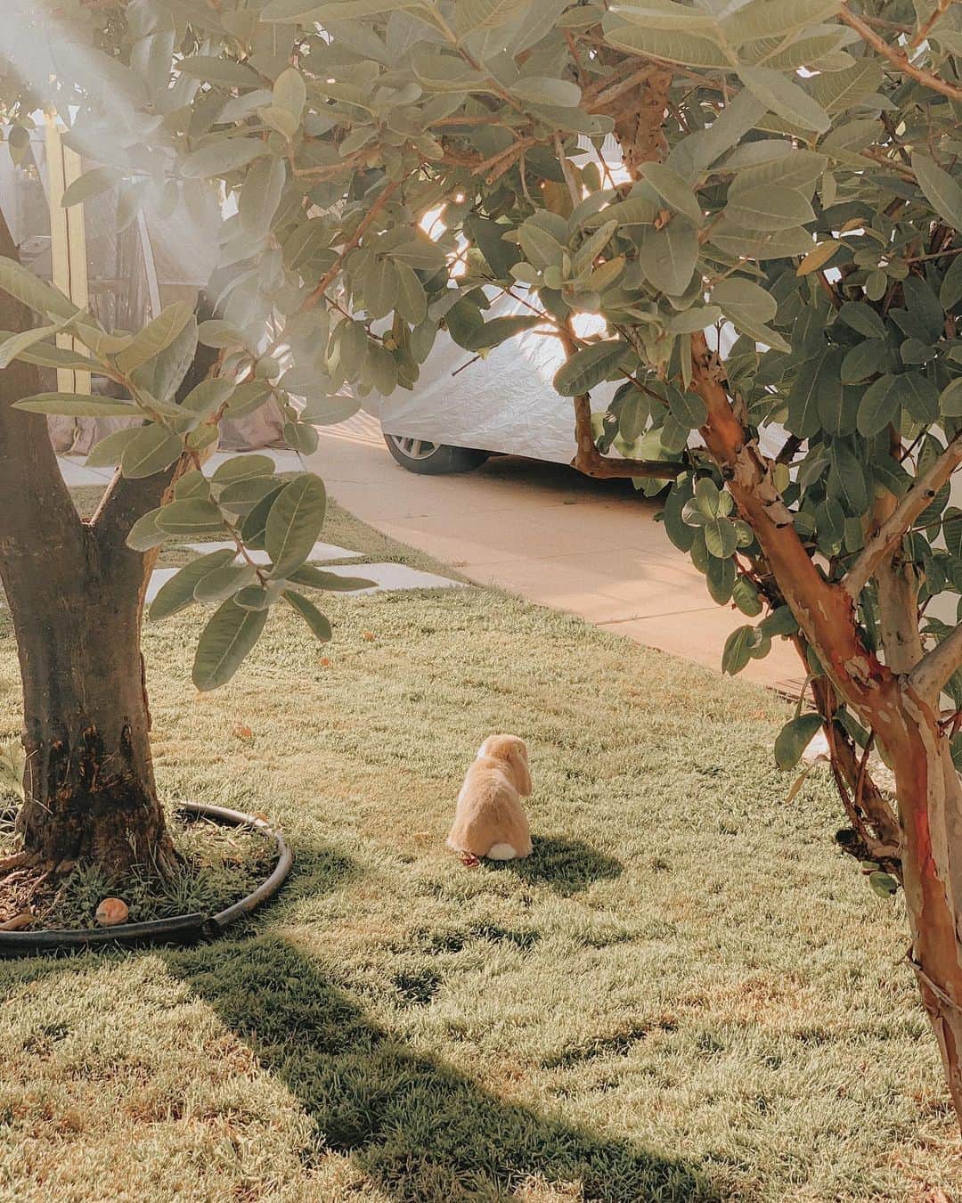 W E Y L I Eのインスタグラム：「My baby 🐻 Miso is the most mischievous bun, but also the biggest love bug. He loves when I scoop his entire face in my hand and rub his fluffy cheeks. He comes up to my face and nudges me when I lay down next to him. I wuv him so much🥺 can’t believe he’s turning 7 this year!」