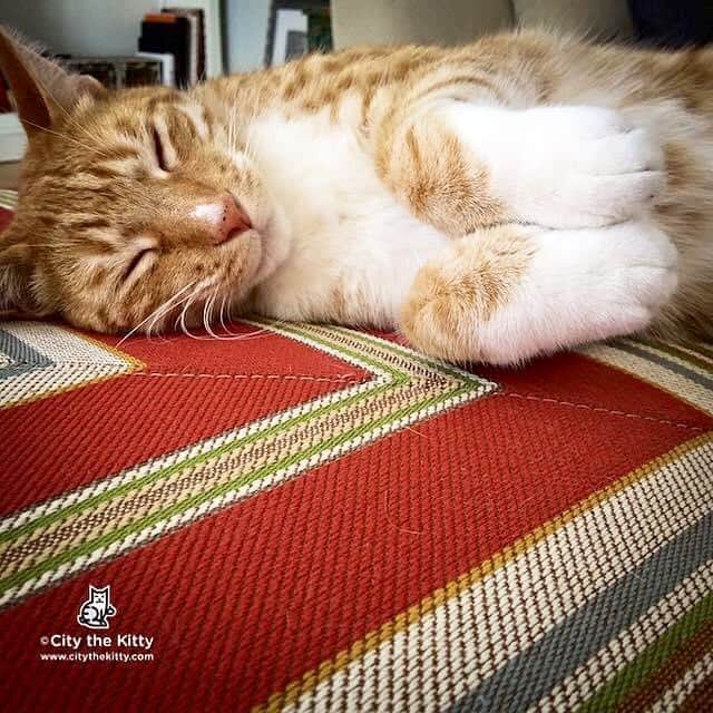 City the Kittyのインスタグラム：「Monday mood.   #catnap #mondaymood」