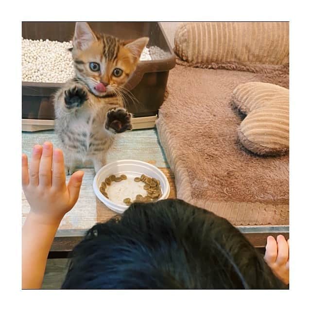 清川あさみさんのインスタグラム写真 - (清川あさみInstagram)「可愛すぎませんか？🐱  #たまたま通りがかる　#🥰 #声がワンオクターブ高いチビくん #わんちゃん猫ちゃんに #メロメロ兄弟　#1才と3才　#ママは猫似てると言う」8月11日 10時29分 - asami_kiyokawa