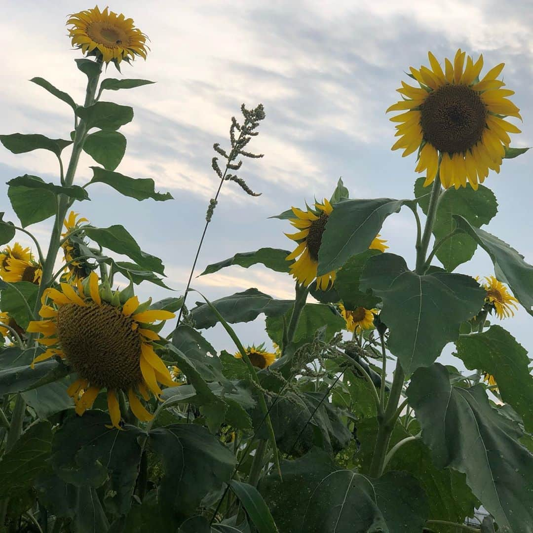 小石田純一さんのインスタグラム写真 - (小石田純一Instagram)「夏。。。  #夏 #サマー #summer #ひまわり #flower #sunflower #向日葵」8月11日 10時55分 - koishida.trendy