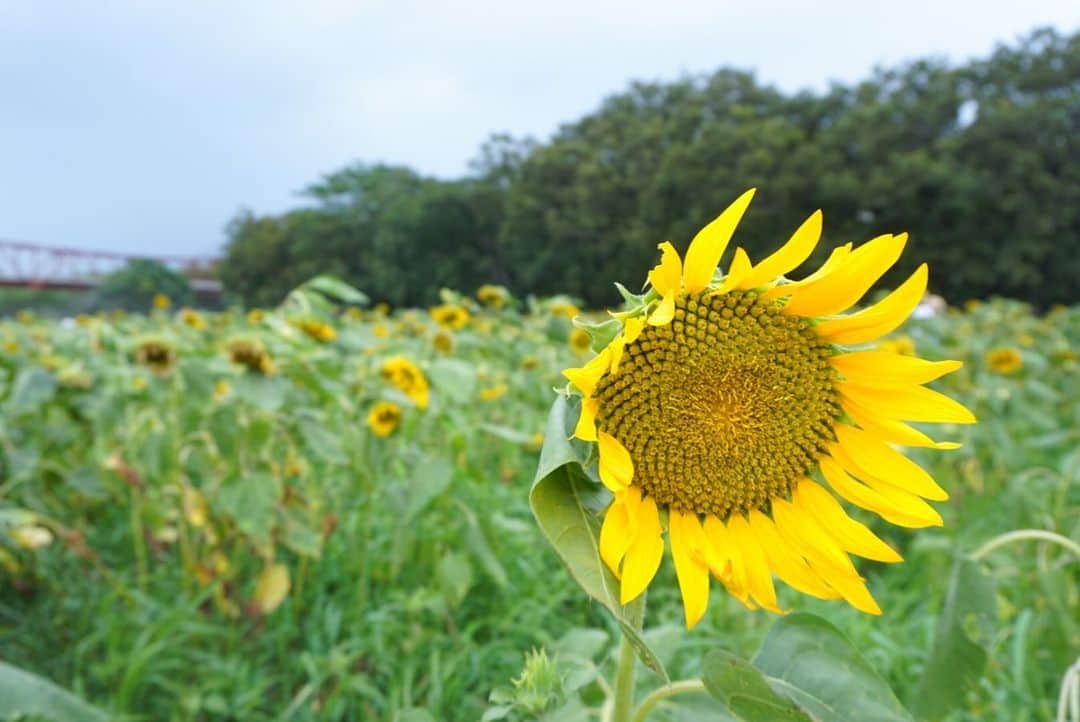 櫻本茉朋さんのインスタグラム (櫻本茉朋mahou_sakuramoto)