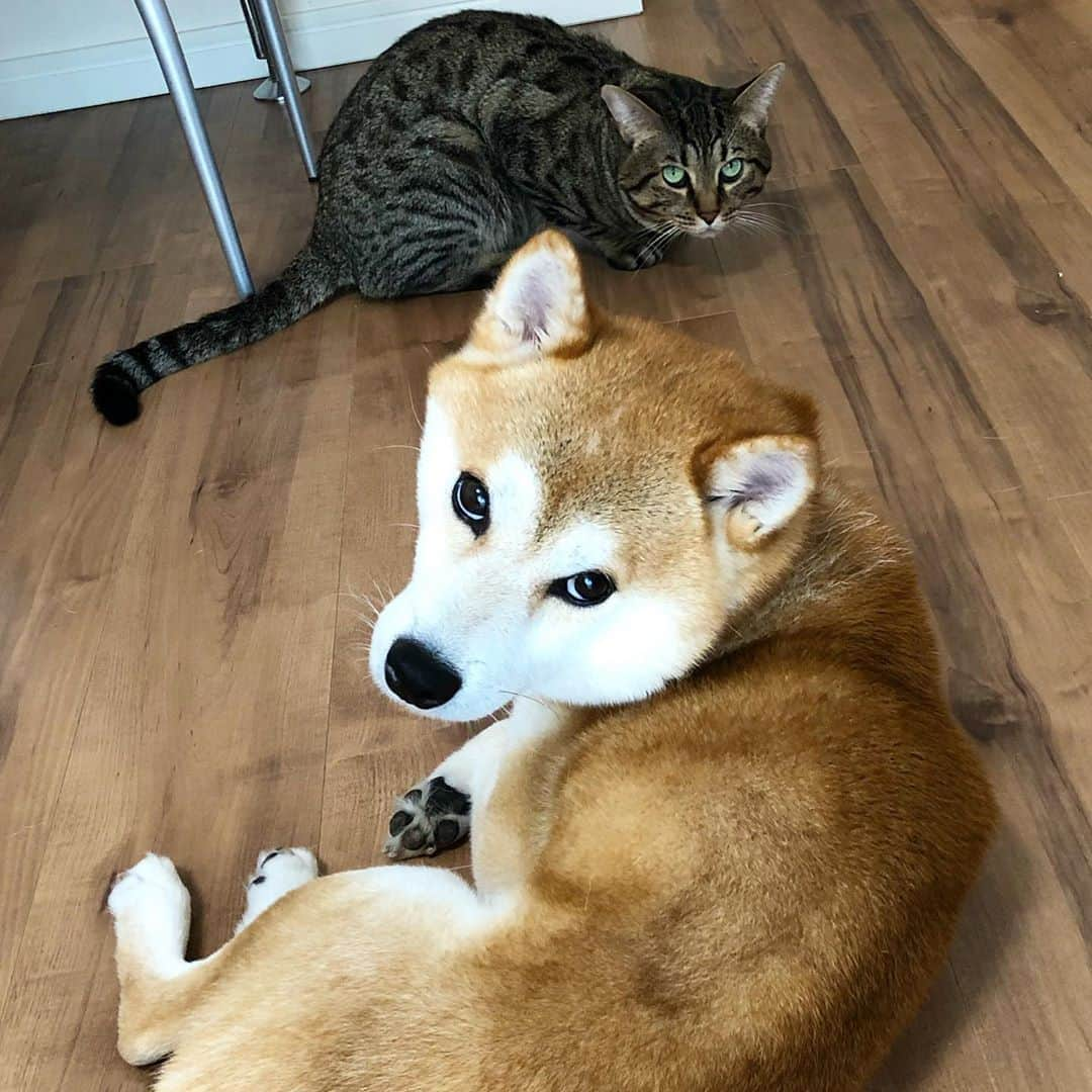 ゆうとろ（柴犬ゆうと猫のとろ）のインスタグラム