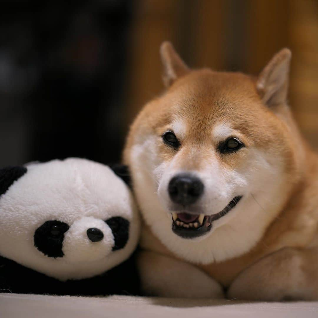 まる（まるたろう）さんのインスタグラム写真 - (まる（まるたろう）Instagram)「Welcome back, everyone!!✨🐼🐶✨みんなおかえりなさーい！ #今日は暑かったよね〜 #びっくりするよな #40度超えたとか聞いたよ #危険です #密です」8月11日 20時29分 - marutaro