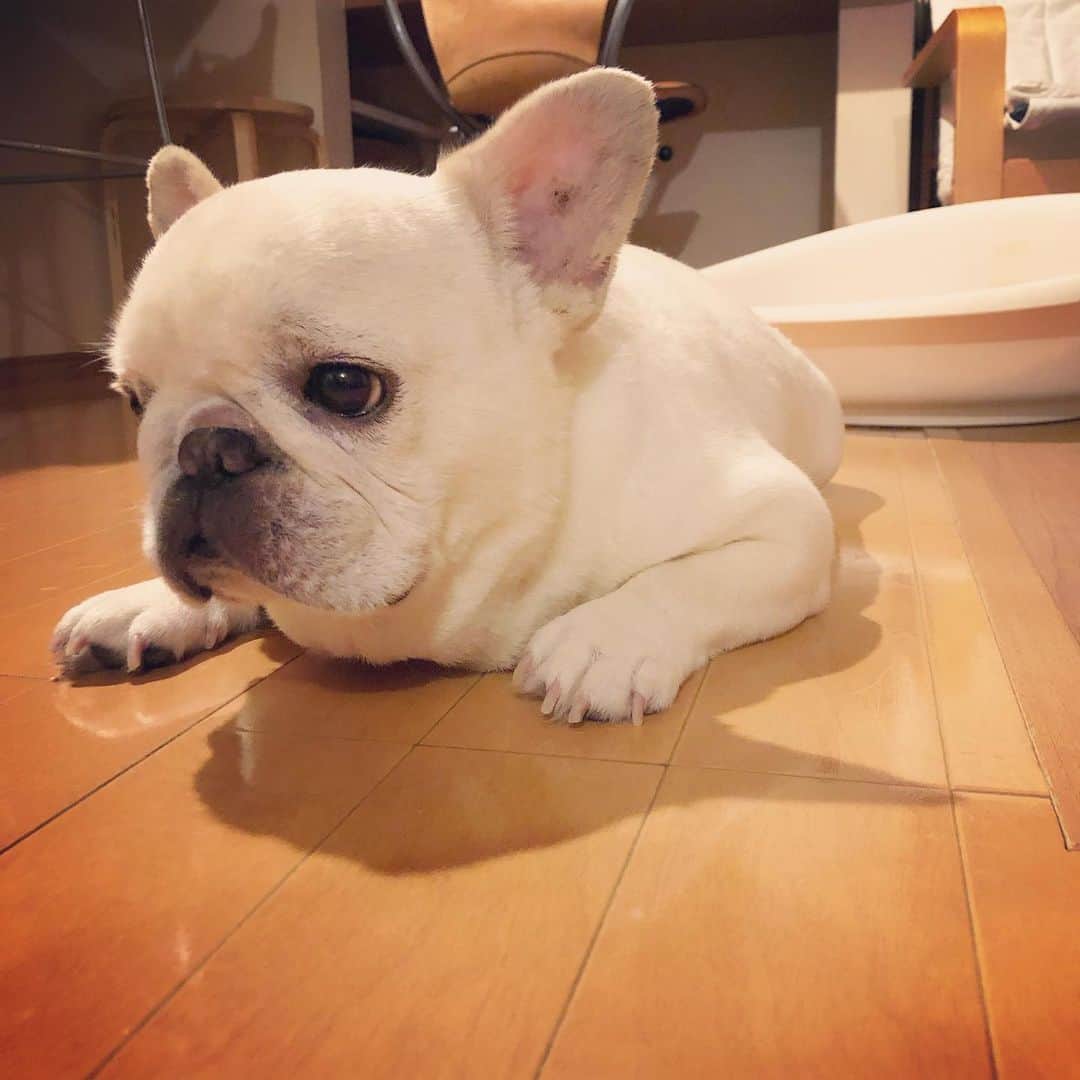 タニム（マーブル母）のインスタグラム：「* 今日のマーブル地方🐷💚 蕩けそうな暑さだった🥵💦 * #みなさんご自愛ください #職場は快適✨ #家はマーブルファースト #クーラー様々 #マーブルは元気です🐷❤️  #私のアモーレ🐷❤️」