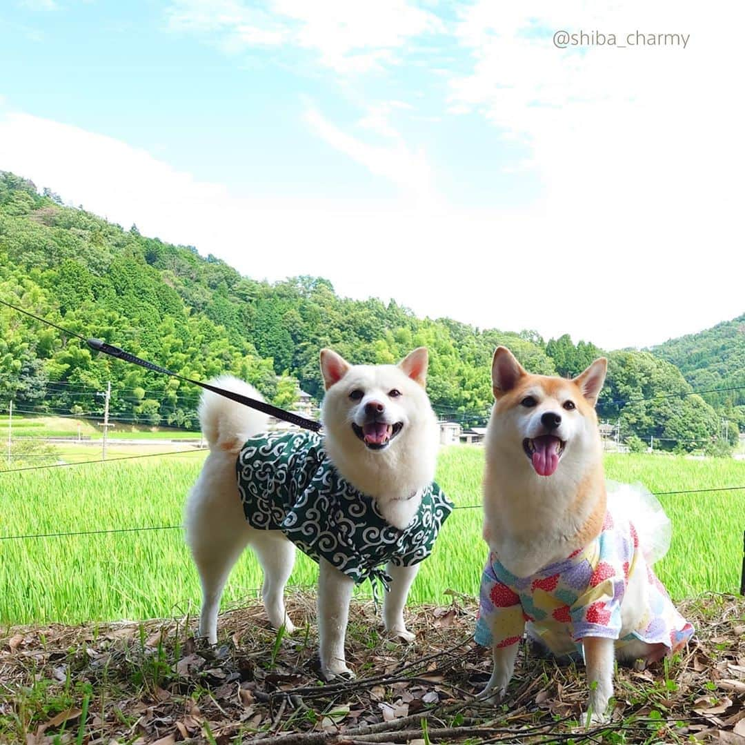 ちゃみさんのインスタグラム写真 - (ちゃみInstagram)「. 泳いでる時の顔ってかわいい☺️ 昨日のつづき〜！ . 3枚目はサム君と👘✨　@shiba.sam.papa と 浴衣と甚平姿で撮りたくてサム君に甚平持参してきてもらったんです🙈 浴衣をなおしてあげればよかった😅 首ながチャーミーになってしまった‥笑 . 最後は動画♫ 川遊びした後ドッグランへ！走りまわる2人😆」8月11日 20時38分 - shiba_charmy