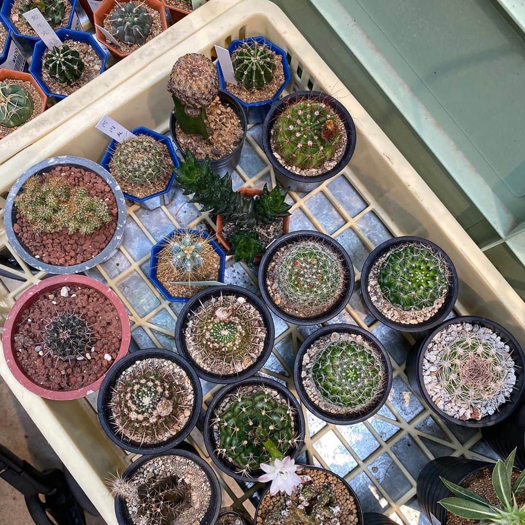 長谷川あやのインスタグラム：「🌵🌵🌵#sharegreenminamiaoyama#solsopark ・ ・ ・ いままでなかなか 挑戦できなかったサボテンちゃん👧💭 ・ おちびの餌食にならぬよう しっかり配置に注意しながら、、、よろしくね💛」