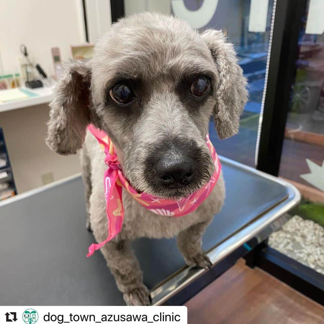 永山竜弥のインスタグラム：「#Repost @dog_town_azusawa_clinic with @make_repost ・・・ めいちゃん  心臓病の1種である、僧帽弁の閉鎖不全症とお付き合い中です。 お薬で、心臓・肺の音は問題なしですね。 経過良好です。  #板橋区動物病院  #dogtownazusawa  #dogtownazusawaclinic  #動物夜間診療 #フィラリア予防 #ノミダニ予防  #ネクスガードスペクトラ  #犬  #ドッグ #dog  #dogstagram #狂犬病予防接種 #犬の保育園 #シニアドッグ #パピーパーティー  #犬異物誤飲 #犬内視鏡 #DOGドッグ #キャットドッグ #犬の健康診断 #パピーパーティ #ギフトタイム #ストレスフリー #話しやすい動物病院であり続けます #猫 #猫も診ます #ヒューマンアニマルボンド #5年経ちました。 #供血犬募集しています」