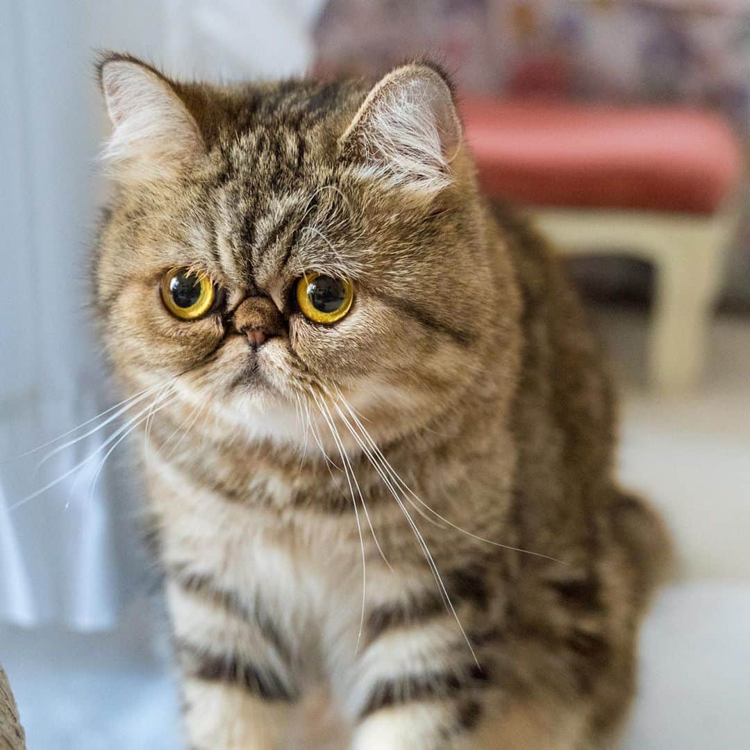 マアルのインスタグラム：「倍返しニャ！ベラさん #🐱 #北海道 #旭川市 #猫 . . . @psmaaru #catsofinstagram #meowfeature #kitty #catoftheday #pleasantcat #instacat #dailycat #meowed #katze #happycatclub #cats_of_day #petsofinstagram #neko #catfeature #catlover #cats #weeklyfluff #cat #catloversclub #excellent_cats #kitty #catphoto #cats_of_instagram #냥스타그램 #고양이 #แมว」