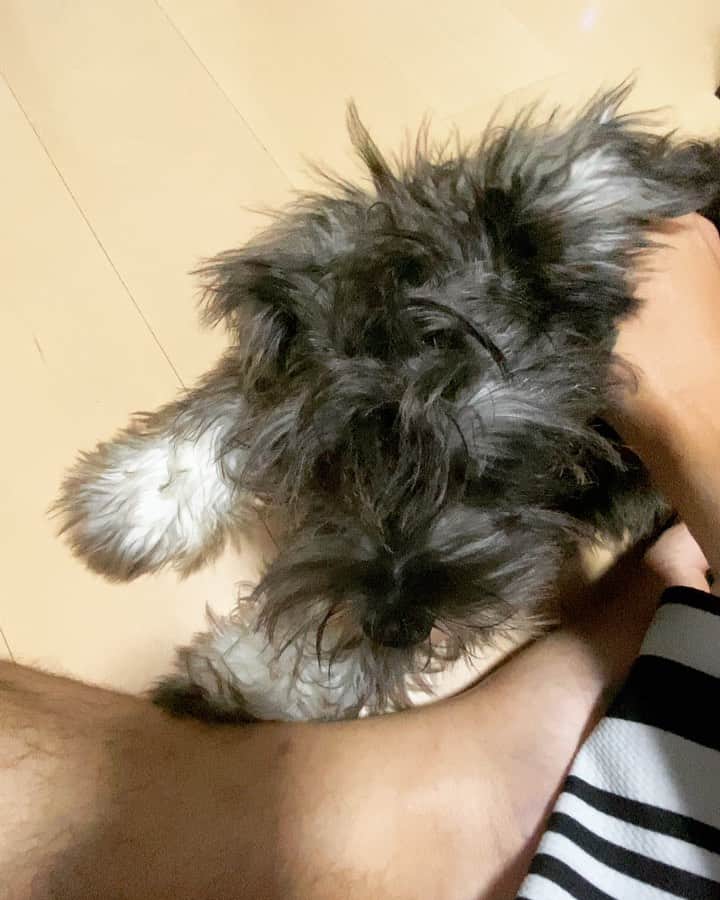 のインスタグラム：「今日のムロくん  狂犬病の注射終わったらトリミング行こうね٩( ᐛ )و もう生まれて4か月になりましたムロくん٩( ᐛ )و」