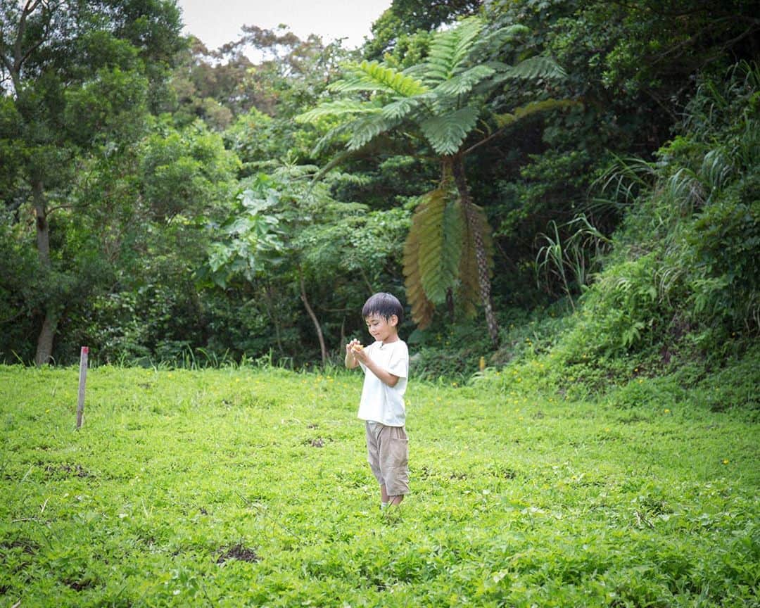 セソコマサユキのインスタグラム：「やんばるの森で、みかんを食べる。  #沖縄 #移住 #子育て #やんばる #森 #石蕗」