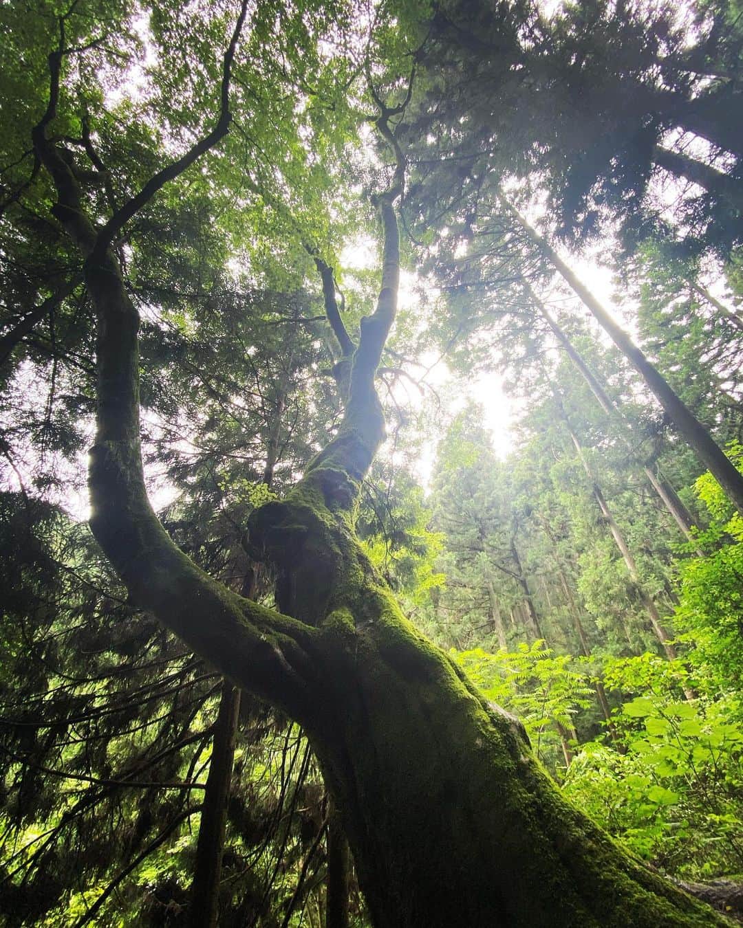 奥家沙枝子のインスタグラム：「もののけ姫のこだまに出会えそうな木々🌲🌲🌲 森で都会とは違うエネルギーをチャージ！ . . #御岳山　#ハイキング　#登山　#日帰り　#山　#山歩き　#hiking #mountain #nature #japan #tokyo #saturday #trip #dayoff #daytrip #chill」