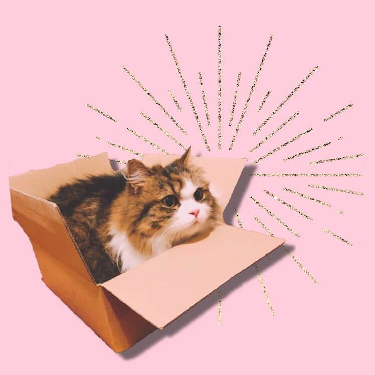 のインスタグラム：「箱入りちゃーりー📦 ㅤㅤㅤㅤㅤㅤㅤㅤㅤㅤㅤㅤㅤ #自宅警備員チャーリー」