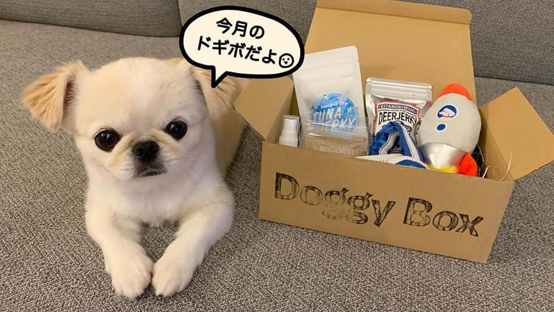 おもちくんさんのインスタグラム写真 - (おもちくんInstagram)「8月のDoggy Box📦は🦨SPACE JOURNEY COLLECTION🦨  ロケットのおもちゃ🚀と宇宙飛行士バッジ👨🏻‍🚀 馬肉ふりかけ🐴鹿肉ポキポキジャーキー🍖マグロジャーキー🍣そしてとっても助かる虫よけスプレーが入っていたョ☺️ ロケットのおもちゃからは犬のベイリーがのぞいていました🐩🚀(いつもおもちゃが本当かわいい❗️)  ひさしぶりに太鼓の達人をしましたが、夜も更けておりましたのですこしスローでした🐴👨🏻‍🚀おもちより  #doggybox #ドギボ #PR」8月11日 12時57分 - omochi_kun