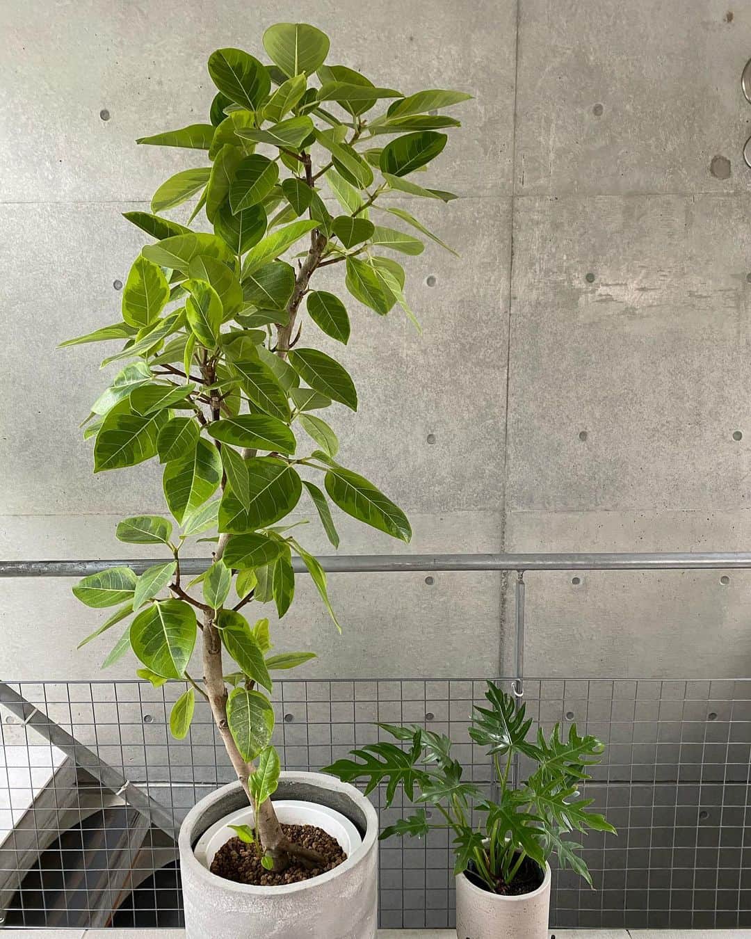 奈美悦子さんのインスタグラム写真 - (奈美悦子Instagram)「このところ緑が増えてます。 まだまだ増えます！#グリーン#観葉植物 #庭木 #レモンの木#ハイビスカス #黄色が好き #ラッキーカラー #緑のある暮らし #癒し#バナナの木 #オリーブの木」8月11日 13時22分 - nami.etsuko