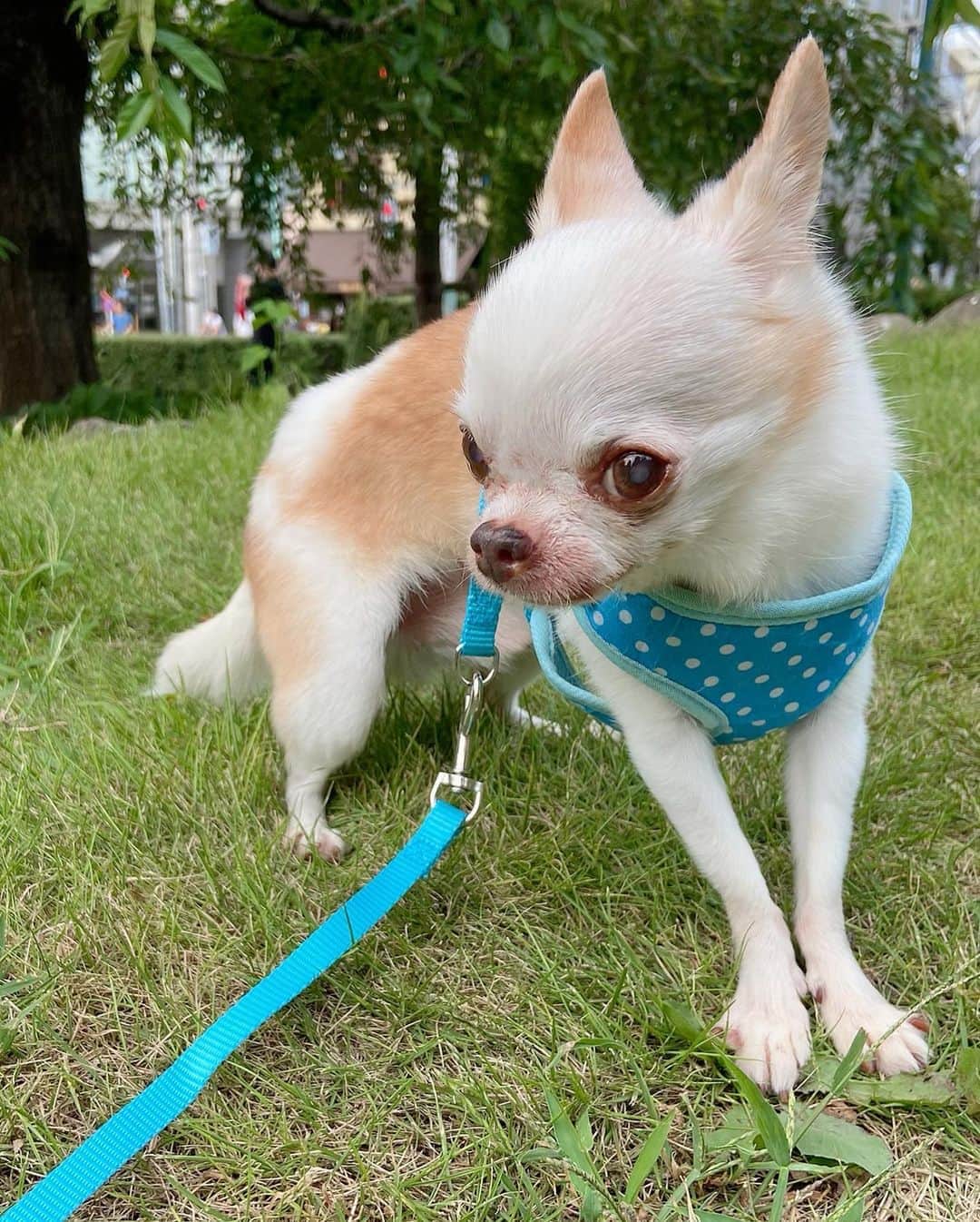 川田希さんのインスタグラム写真 - (川田希Instagram)「暑いですねぇ☀️ 熱中症に気をつけて、今日も頑張りましょう😊  足腰が弱くなってきたラテ爺さん。 先日、初めて犬の整体を受けました。 @dogseitaibonjour  施術中とても気持ち良さそうにうとうとしていて、その後は足取りが軽くなりました🐕 人も犬も身体のメンテナンス大事ですね。」8月11日 13時30分 - nozomikawata