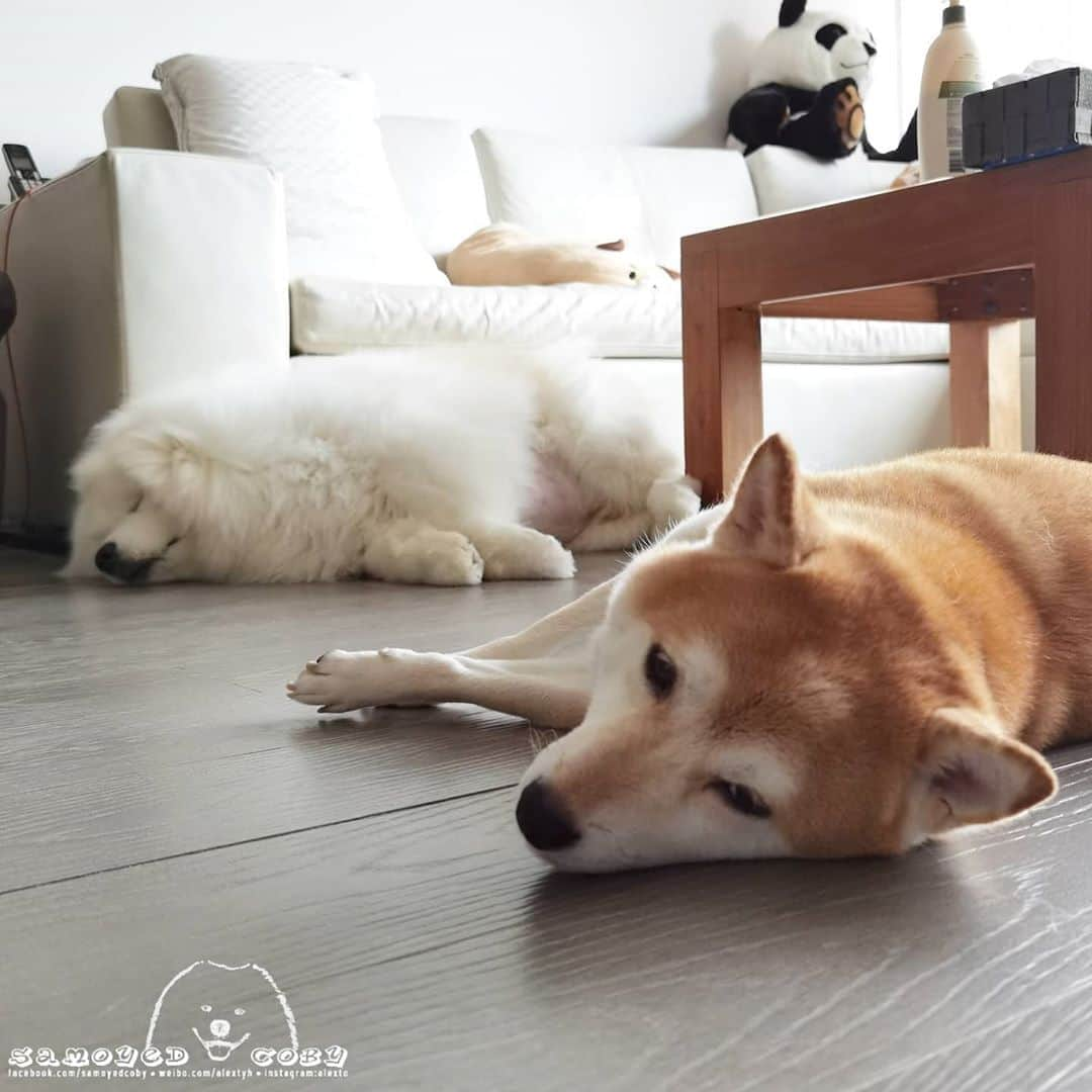 Alex Toさんのインスタグラム写真 - (Alex ToInstagram)「😴😴😴 #cute #dog #doglover #dogsofinstagram #dogoftheday #dogofthedayjp #dogstagram #fluffy #hkig #hongkong #ilovemydog #instadog #instagood #instamood #instagraphy #shibainu #samoyedoninstagram #pet #petlovers #petsofinstagram #petstagram #photooftheday #puppy #pupsofinstagram #samoyed #samoyedsofinstagram #webstagram #犬 #サモエド」8月11日 13時38分 - alexto