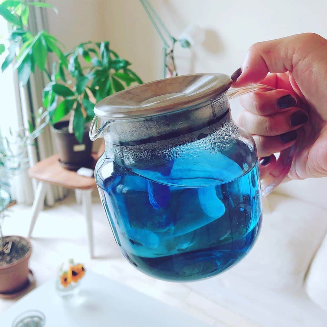のインスタグラム：「. 夏だねぇ☺️🌏🌈✨  KALDIのお茶。キレイな色〜 . #ブルー#お茶#夏が好き#ハーブティー#自然#植物のある暮らし#バタフライピー #暮らし#blue#butterflypeatea」