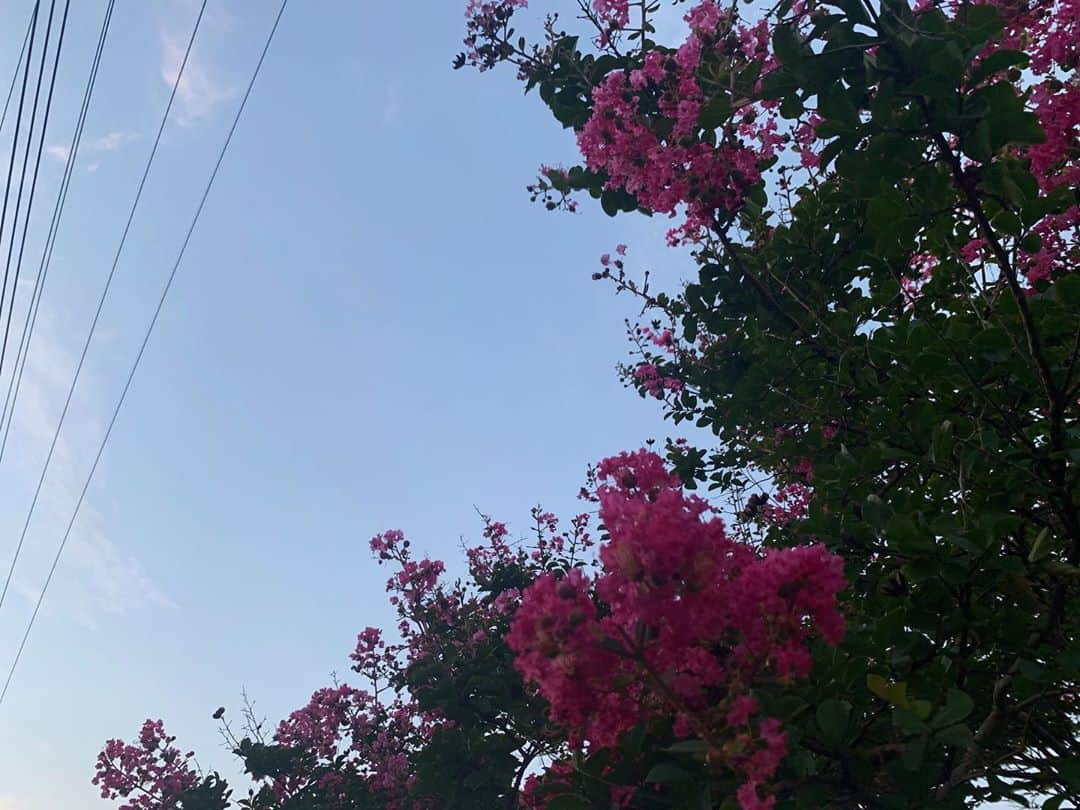 牧野真鈴さんのインスタグラム写真 - (牧野真鈴Instagram)「お気に入りのお散歩コースで見つけた木🚶‍♀️ 綺麗なピンク色のお花〜❤︎」8月11日 15時18分 - makino_marin