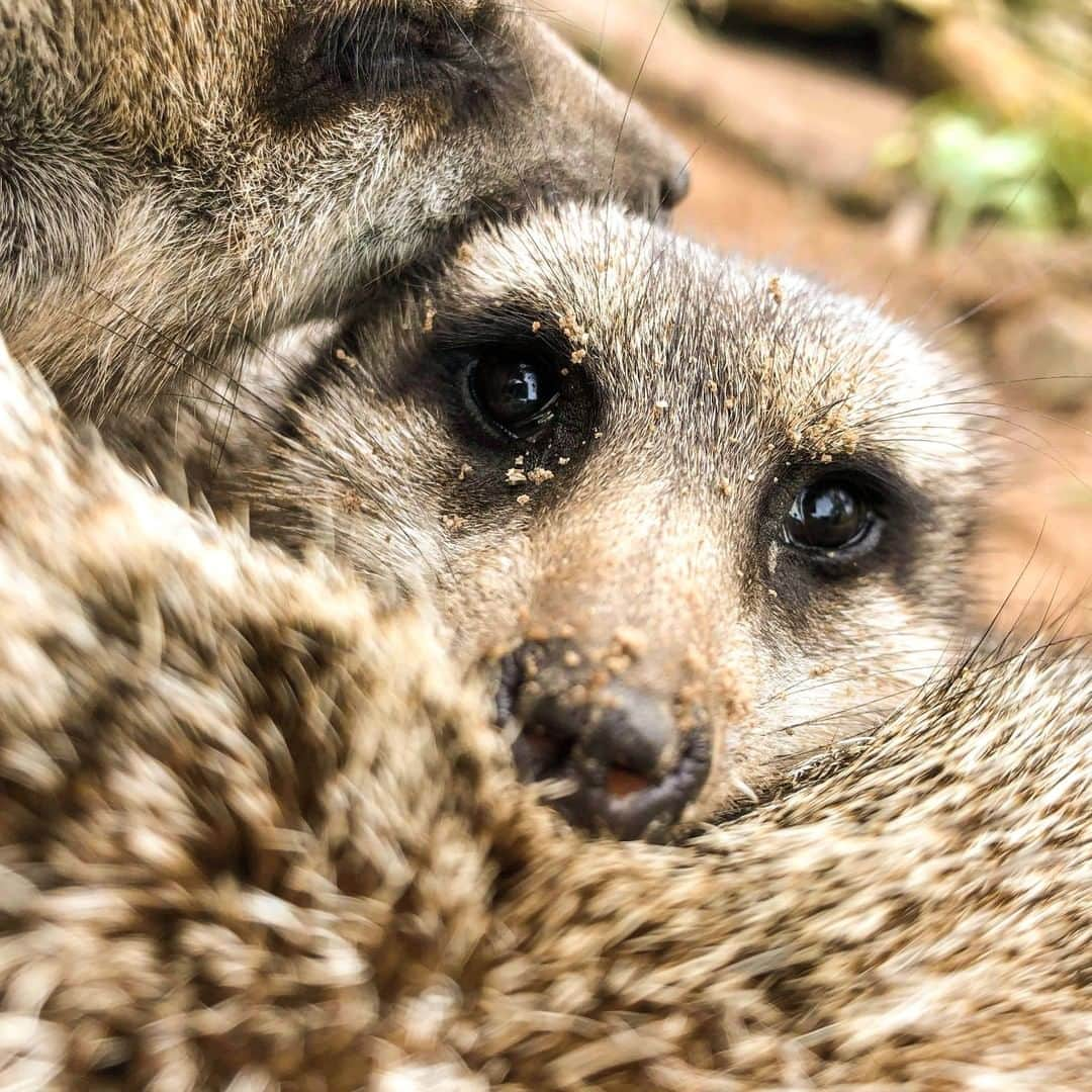 タロンガ動物園のインスタグラム