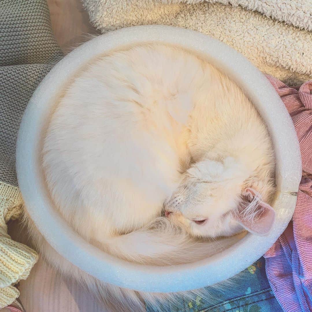 のインスタグラム：「帽子の片くづれ防止のやつに ぴったりおさまって寝てた🤣 かわいすぎー！！  #catstagram #cat #pet #petstagram #cute #ねこと暮らす #かわいすぎる #ootd #photooftheday #instagood #ootd #followme #likeforlike #like4like #follow4follow #followforfollow #f4f #粉我 #动漫 #时装 #好吃 #赞 #偶像」