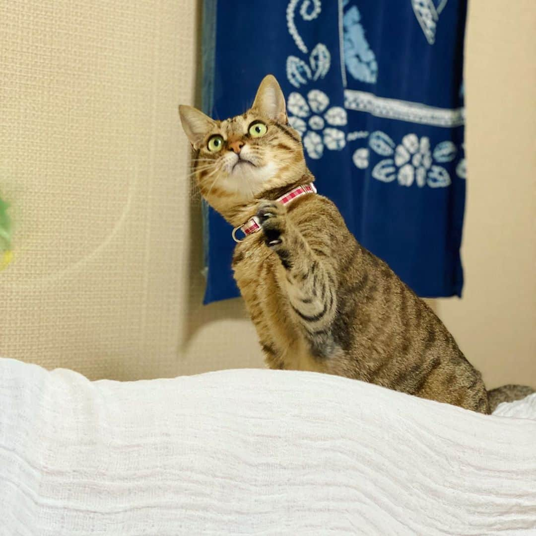 はなぼくろきなこさんのインスタグラム写真 - (はなぼくろきなこInstagram)「たらちゃん☺️🐾 今日はきなパパと一日中実家で過ごして、わたしだけお泊り😴あしたきなパパがお迎えきてくれるまで、のんびり実家Timeを楽しみます☺️💓  #実家のたらこ」8月11日 22時02分 - hanabokurokinako