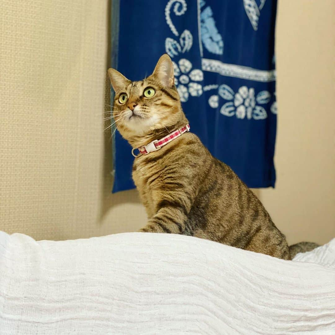 はなぼくろきなこさんのインスタグラム写真 - (はなぼくろきなこInstagram)「たらちゃん☺️🐾 今日はきなパパと一日中実家で過ごして、わたしだけお泊り😴あしたきなパパがお迎えきてくれるまで、のんびり実家Timeを楽しみます☺️💓  #実家のたらこ」8月11日 22時02分 - hanabokurokinako