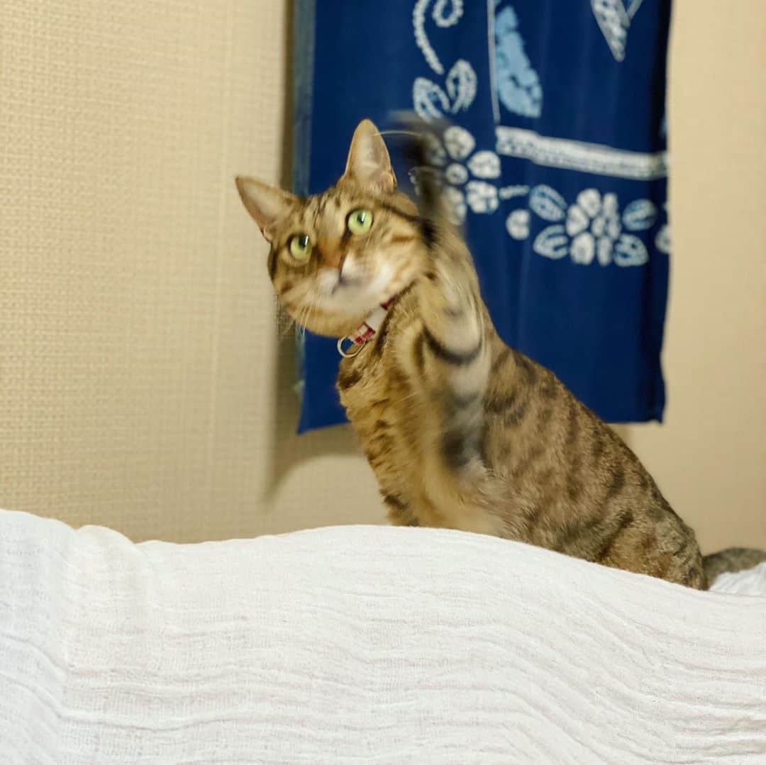 はなぼくろきなこさんのインスタグラム写真 - (はなぼくろきなこInstagram)「たらちゃん☺️🐾 今日はきなパパと一日中実家で過ごして、わたしだけお泊り😴あしたきなパパがお迎えきてくれるまで、のんびり実家Timeを楽しみます☺️💓  #実家のたらこ」8月11日 22時02分 - hanabokurokinako