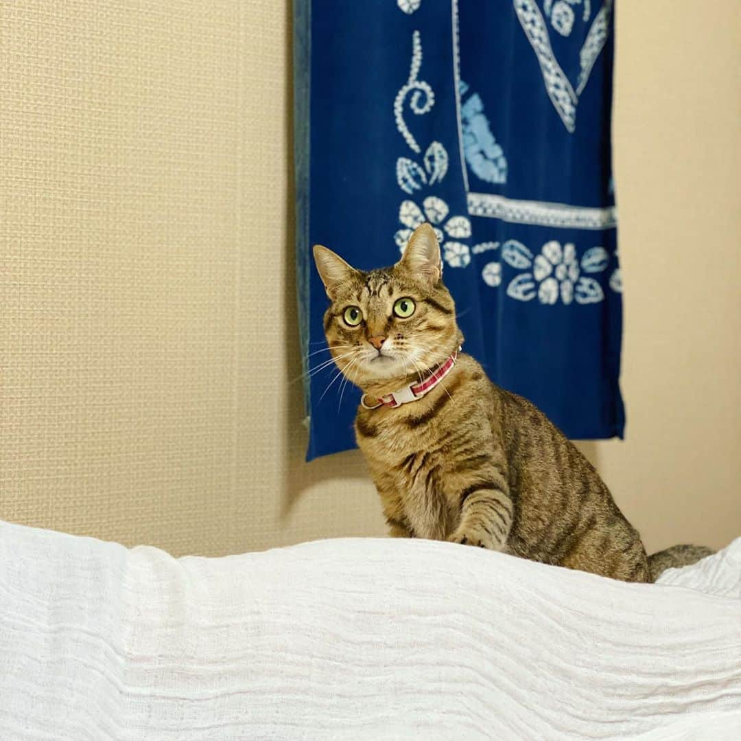 はなぼくろきなこさんのインスタグラム写真 - (はなぼくろきなこInstagram)「たらちゃん☺️🐾 今日はきなパパと一日中実家で過ごして、わたしだけお泊り😴あしたきなパパがお迎えきてくれるまで、のんびり実家Timeを楽しみます☺️💓  #実家のたらこ」8月11日 22時02分 - hanabokurokinako