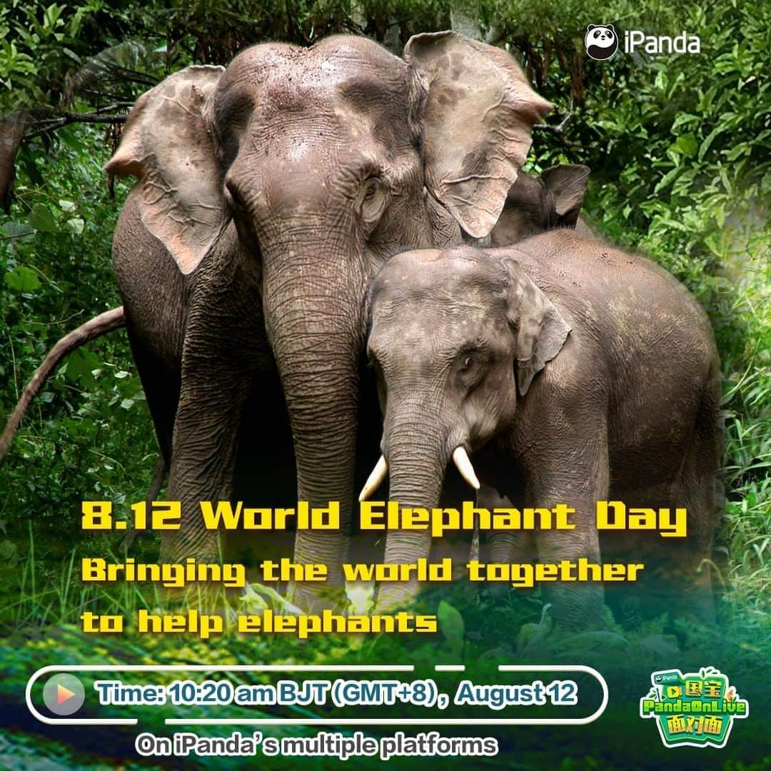 iPandaさんのインスタグラム写真 - (iPandaInstagram)「Live Preview: August 12 is World Elephant Day which is set up to bring attention to the protection of Asian and African elephants. How are the elephants at Xishuangbanna, southwest China's Yunnan Province doing? How will they celebrate their big day? iPanda's live on August 12, 10:20 BJT on Facebook brings you to the Wild Elephant Valley in Xishuangbanna to see this magnificent creature! 😎 😎 😎 #Panda #iPanda #Cute #FBLive #WildlifeParadise」8月11日 22時00分 - ipandachannel