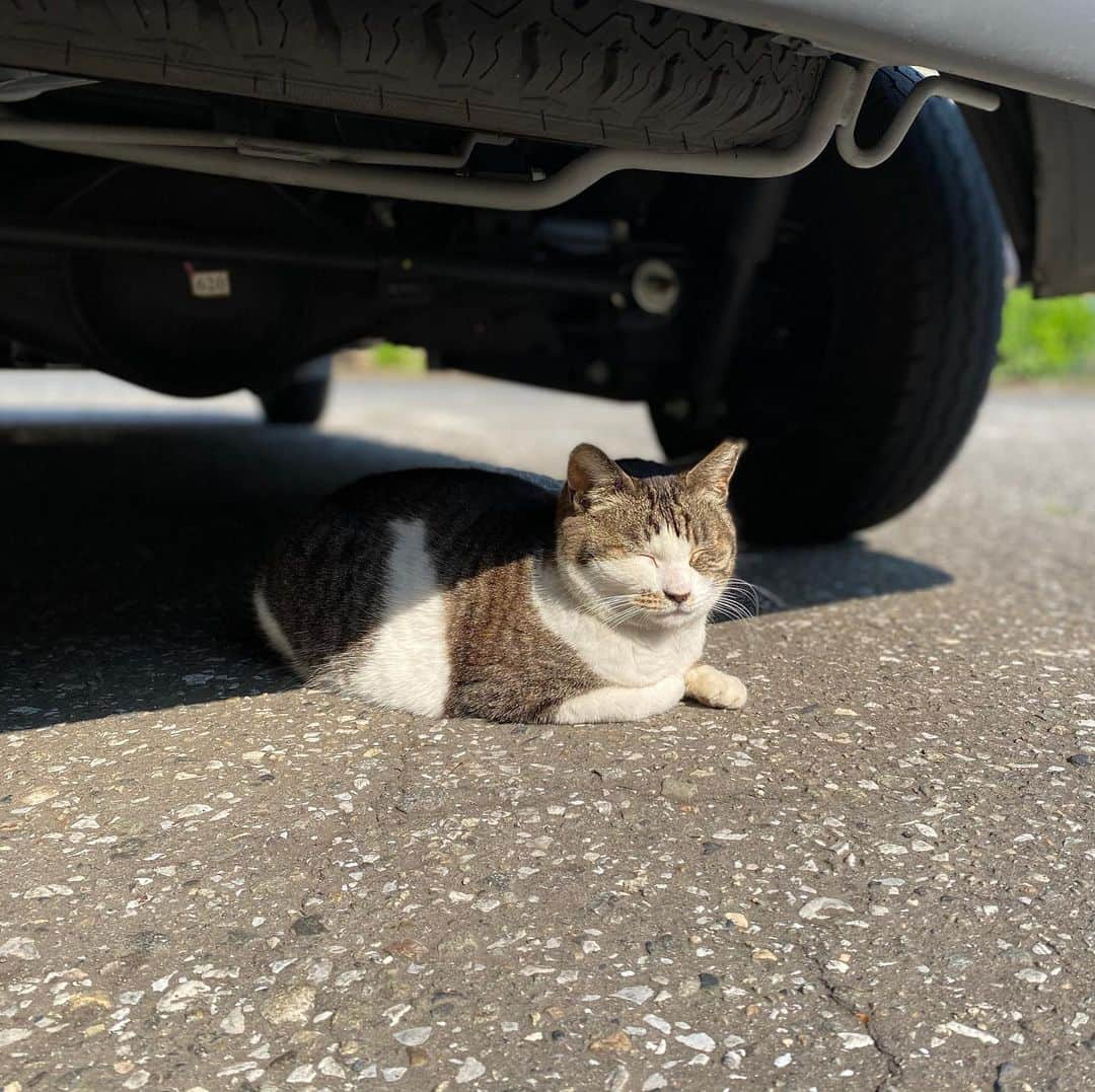 小川永子のインスタグラム：「ネコちゃんみーっけ🐈✨  やっぱり暑そうな表情です🐱  #ねこすたぐらむ🐱  #にゃんこ部  #アナウンサー  #catsofinstagram  #underthecar #sleepycat」