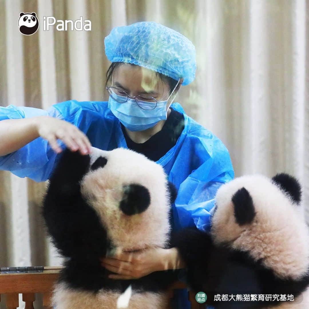 iPandaさんのインスタグラム写真 - (iPandaInstagram)「What a great job to work with pandas! I’d love to cuddle and spoil them all day. 🥰 🥰 🥰 #Panda #iPanda #Cute #PandaPic」8月11日 17時30分 - ipandachannel