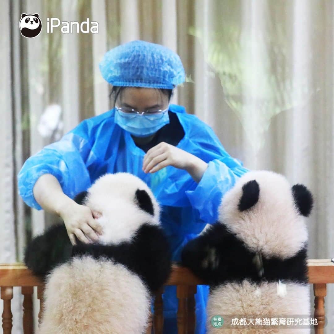 iPandaさんのインスタグラム写真 - (iPandaInstagram)「What a great job to work with pandas! I’d love to cuddle and spoil them all day. 🥰 🥰 🥰 #Panda #iPanda #Cute #PandaPic」8月11日 17時30分 - ipandachannel