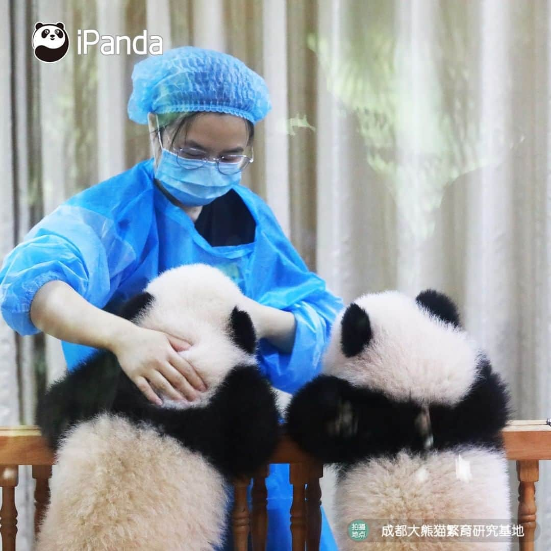 iPandaさんのインスタグラム写真 - (iPandaInstagram)「What a great job to work with pandas! I’d love to cuddle and spoil them all day. 🥰 🥰 🥰 #Panda #iPanda #Cute #PandaPic」8月11日 17時30分 - ipandachannel