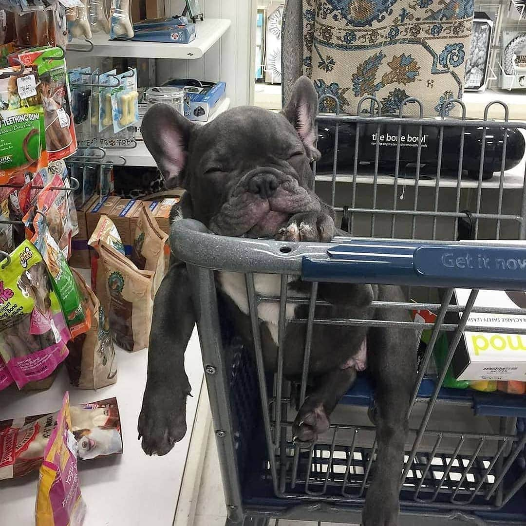 French Bulldogさんのインスタグラム写真 - (French BulldogInstagram)「Do not like to shop! 😂🤣 @henry_the_blue_frenchie . . . . . #frenchie #frenchieoftheday #französischebulldogge#franskbulldog #frenchbull #fransebulldog #frenchbulldog#frenchiepuppy #dogsofinstagram #americanbully#puppy #puppylove #bully #bulldog #bullyinstafeature#bulldogfrances #フレンチブルドッグ #フレンチブルドッグ#pug #englishbulldog #frenchyfanatics #frenchiesgram#frenchbulldogsofinstagram #frenchiesoverload#ilovemyfrenchie #batpig #buhi #squishyfacecrewbulldog」8月11日 17時36分 - frenchie.world