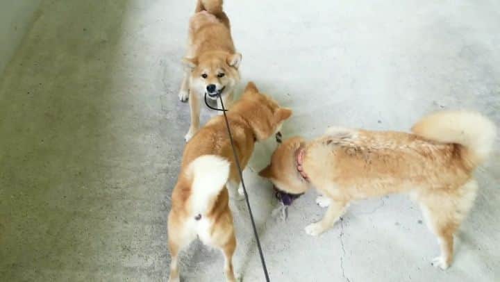 柴犬たま Shibainu Tamaのインスタグラム
