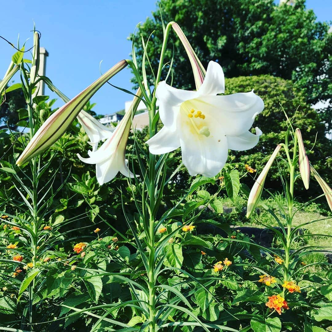 七海ひろこさんのインスタグラム写真 - (七海ひろこInstagram)「投稿のない日々でも、どこからか見つけてフォローくださる皆さまに、ひとえに感謝です。  こちらは8/1にお送りいただいたユリのお写真。  盛夏にあっても涼やかに、無垢に真っ白に、頭を垂れて咲くユリの姿を、心にも映し出したいと願う夏の日です。  #花が好き #花の写真 #花の写真館 #ユリの花 #花には妖精がいると信じてる #幸福実現党 #幸福実現 #七海ひろこ」8月11日 18時10分 - nanamihiroko_