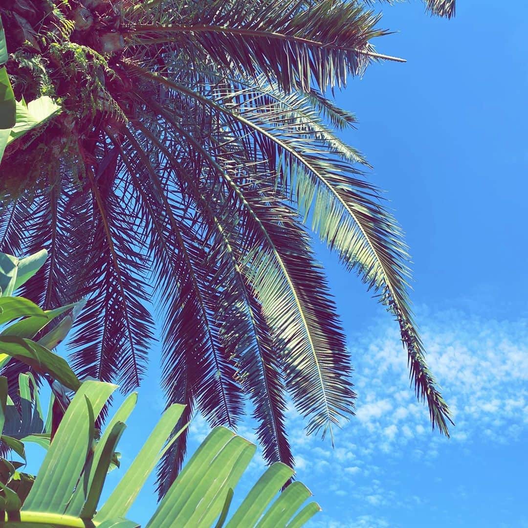 星沙織さんのインスタグラム写真 - (星沙織Instagram)「* * みんな海とか行ってて いいなぁ〜𓇼𓆡𓆉 * 私は近所へ お散歩にしか行ってません。 空を見上げたら 南国みたいな木と 空の色だったので パシャリ📷✨ * * #夏の過ごし方 #散歩 #南国風」8月11日 18時11分 - saaaaa0rin