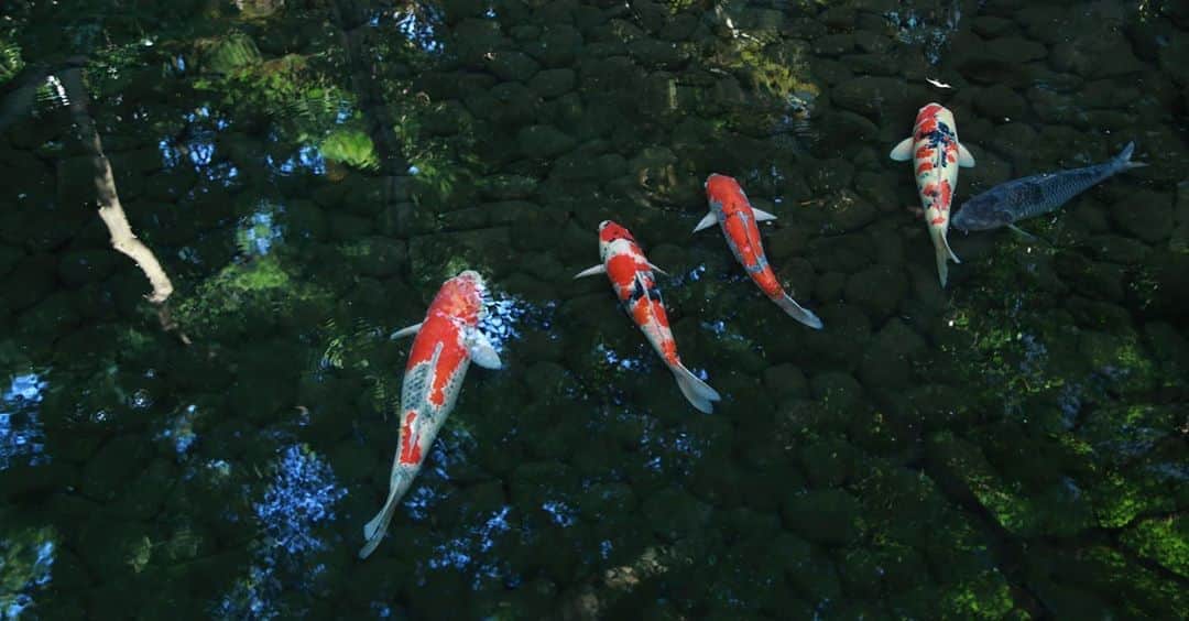 八芳園のインスタグラム