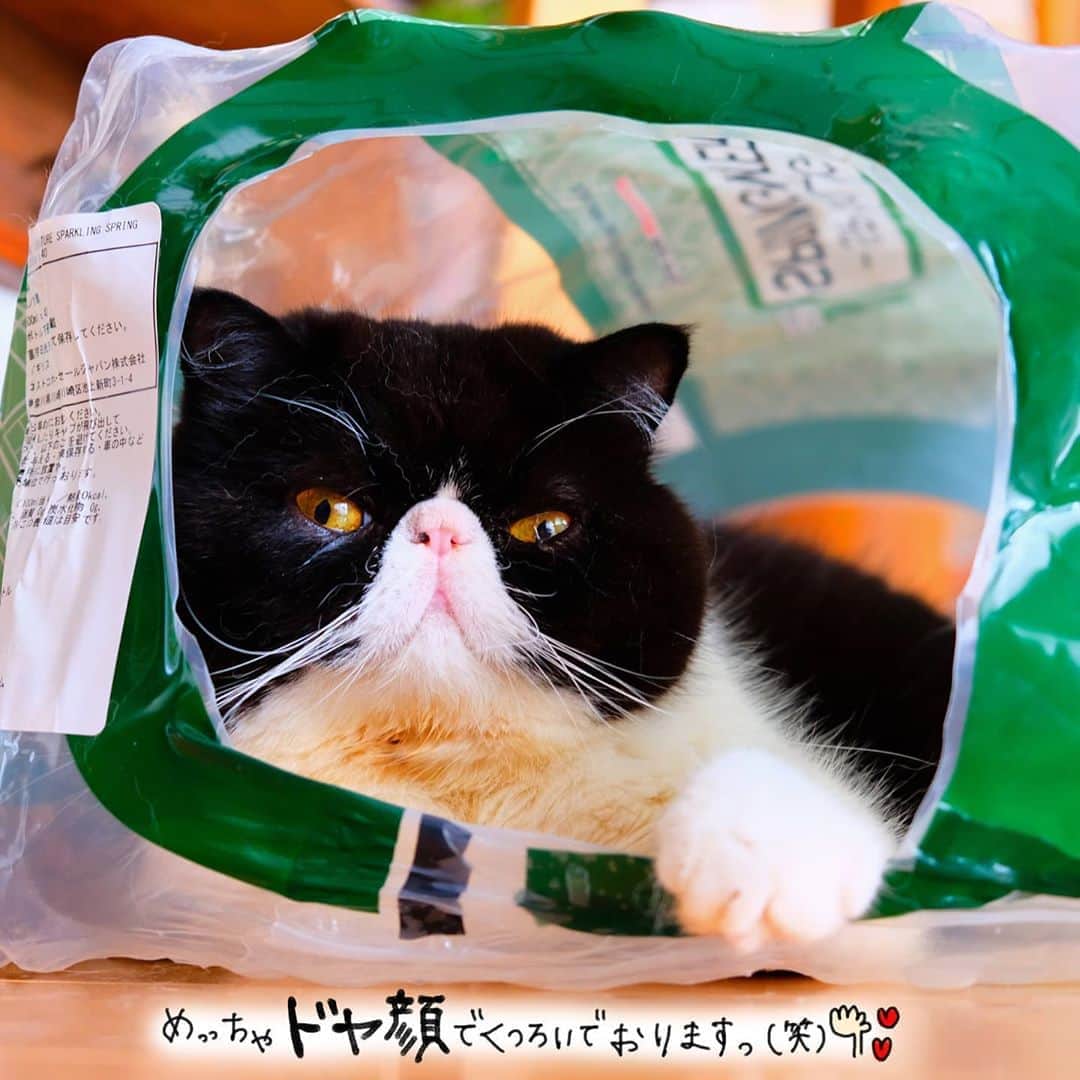 のインスタグラム：「🐼♥️ どや顔で脱け殻ハウスで おくつろぎ中♥️ 暑くないのかなー(笑) #サンペレグリノの脱け殻生活🍾 ・ ・ ・」